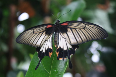 A &#8220;Common Mormon&#8221; at the Victoria Butterfly Garden in Saanich, BC, Canada. Photo by Charles Lloyd.