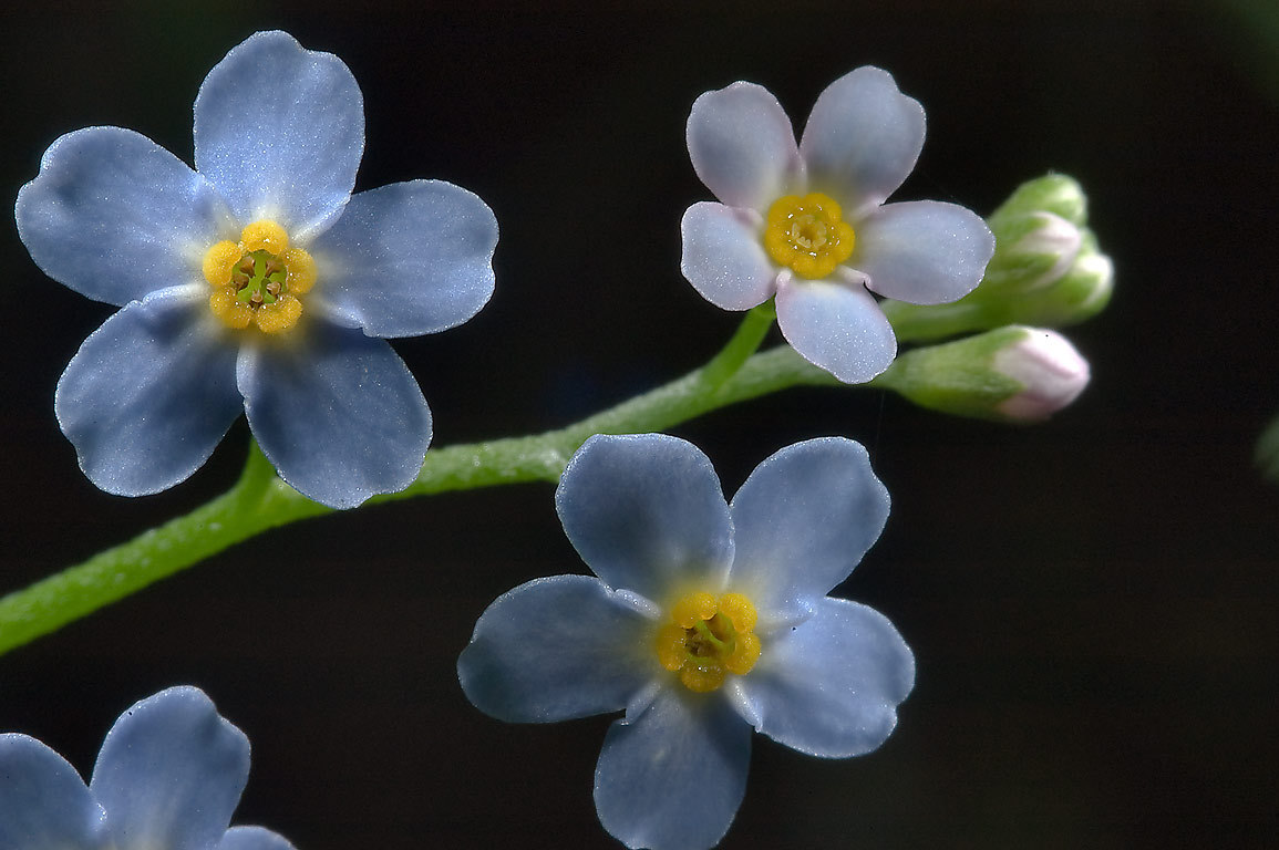 flower, forget me not, nature photography
