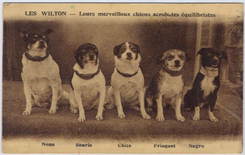 vintage dogs