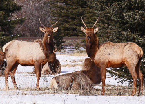 Elk…#4 by Blackcat Photography on Flickr.