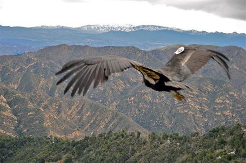 Here is a great shot of an endangered California Condor in flight. Hopper Mountain National Wildlife Refuge provides an essential habitat for California condors. The Refuge hosts a variety of habitats which support diverse groups of plant and animal species: 900 acres of grassland which is part of historic condor foraging range, 1049 acres of chaparral and coastal sage scrub, 350 acres of oak and walnut woodland, 110 acres of riparian habitat and 3 acres of fresh water marsh.Photo: Kim Valverde, USFWS 