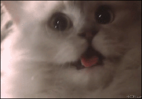 funny kitty cat scared gif | WiffleGif