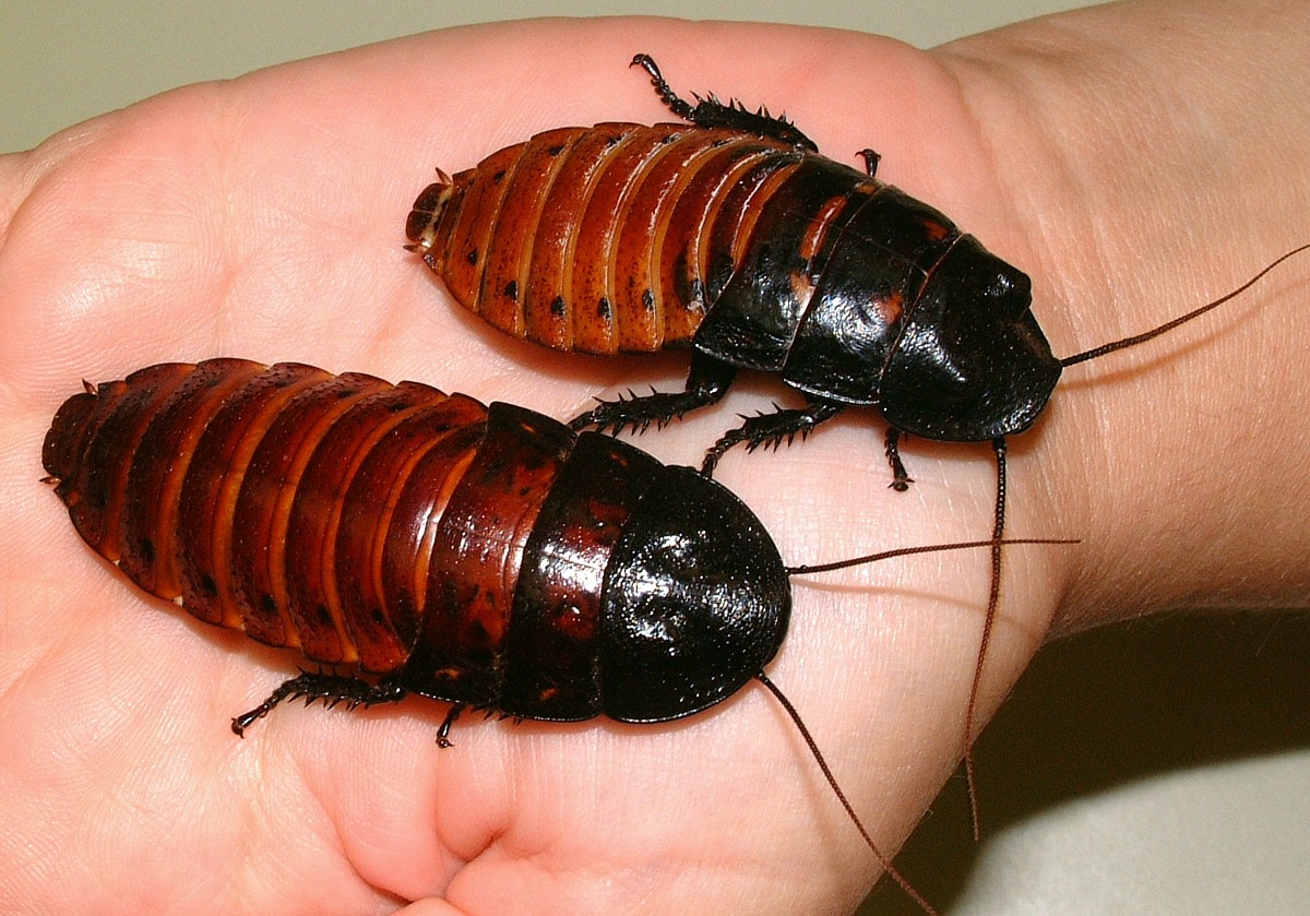 pictures of cockroaches