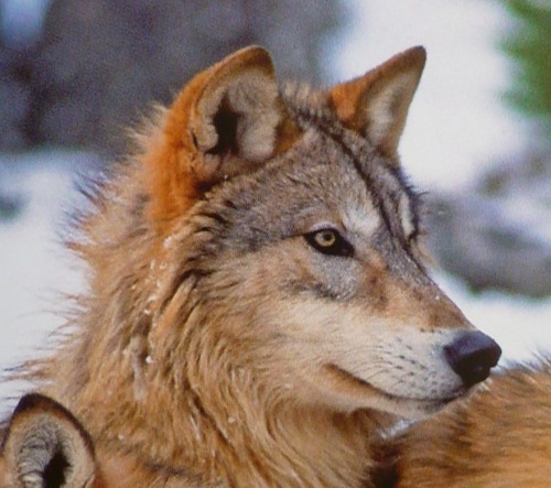 wolveswolves:

So beautiful!

