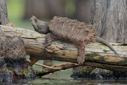 worldlyanimals:

Alligator Snapping Turtle (Jude Haase)
