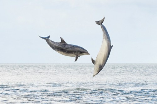 worldlyanimals:

Bottlenose Dolphins (Terry Whittaker)
