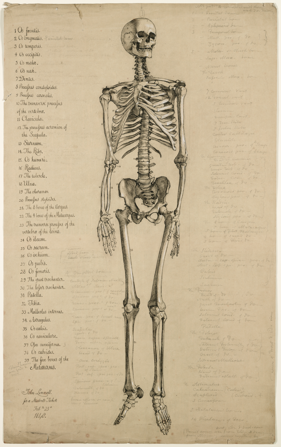 Skeleton Body Drawing at GetDrawings | Free download