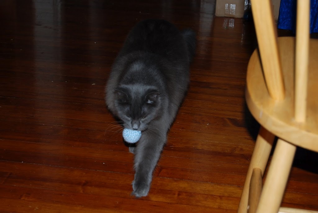 Cat Playing Fetch