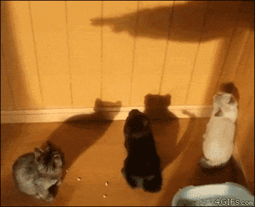 funny cat shadow gif | WiffleGif