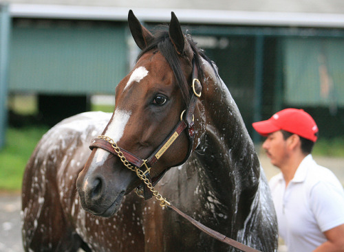 Rachel Alexandra at Monmouth Park by Monmouth Park on Flickr.