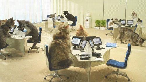 Office Kittens