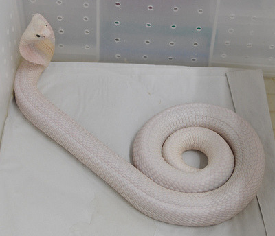Leucistic Monocled Cobra