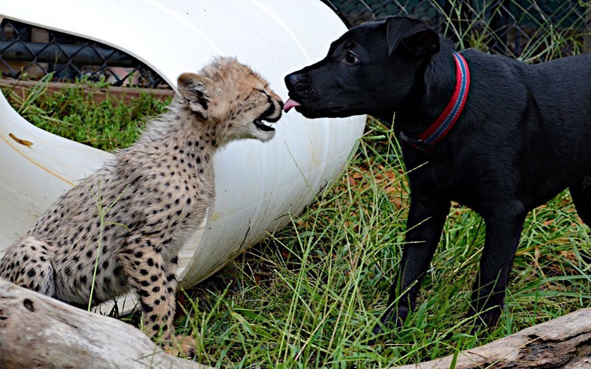 theanimalblog:

Max the 13-week Labrador mix gives Savannah the cheetah cub a wet kiss on her nose as they play together at Cincinnati Zoo in America. The zoo’s Cat Ambassador Programme sees that all their cheetahs have dog companions. Spokesperson Tiffany Barnes explains the idea behind the programme: In Africa, Anatolian Shepherd dogs are being given to farmers to live with their live stock. This breed of dog is unique in that it devotes itself fully to whatever it is raised with, so the pups are given to the farmers at a young age. Cheetahs, being skittish animals, will do as they typically do and hunt the farmers live stock. But, when they hear the dog barking they will run away, which saves the farmer from having to shoot the cheetah. The zoo says Savannah and Max will always live together in the Cheetah Encounter; they are great friends and will help to spread the message of cheetah conservation and saving endangered animals.Picture: Michelle Curley/Cincinnati Zoo
