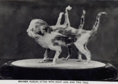 mephistopholes:

Kitten with eight legs and two tails.
