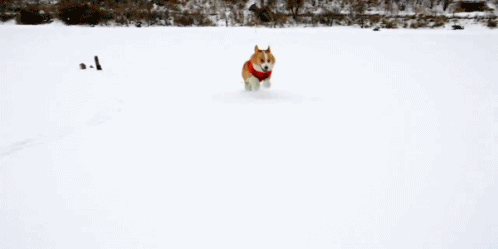 tumblr ma8ua9q3Da1qiwf8po1 500 These GIFs of dogs playing in the snow will make you like snow again