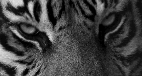gif animals Black and White eye tiger big cats bbc natural world 