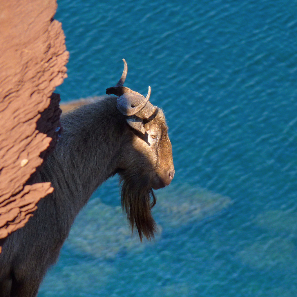 A goat view from the edge
(by B℮n)
