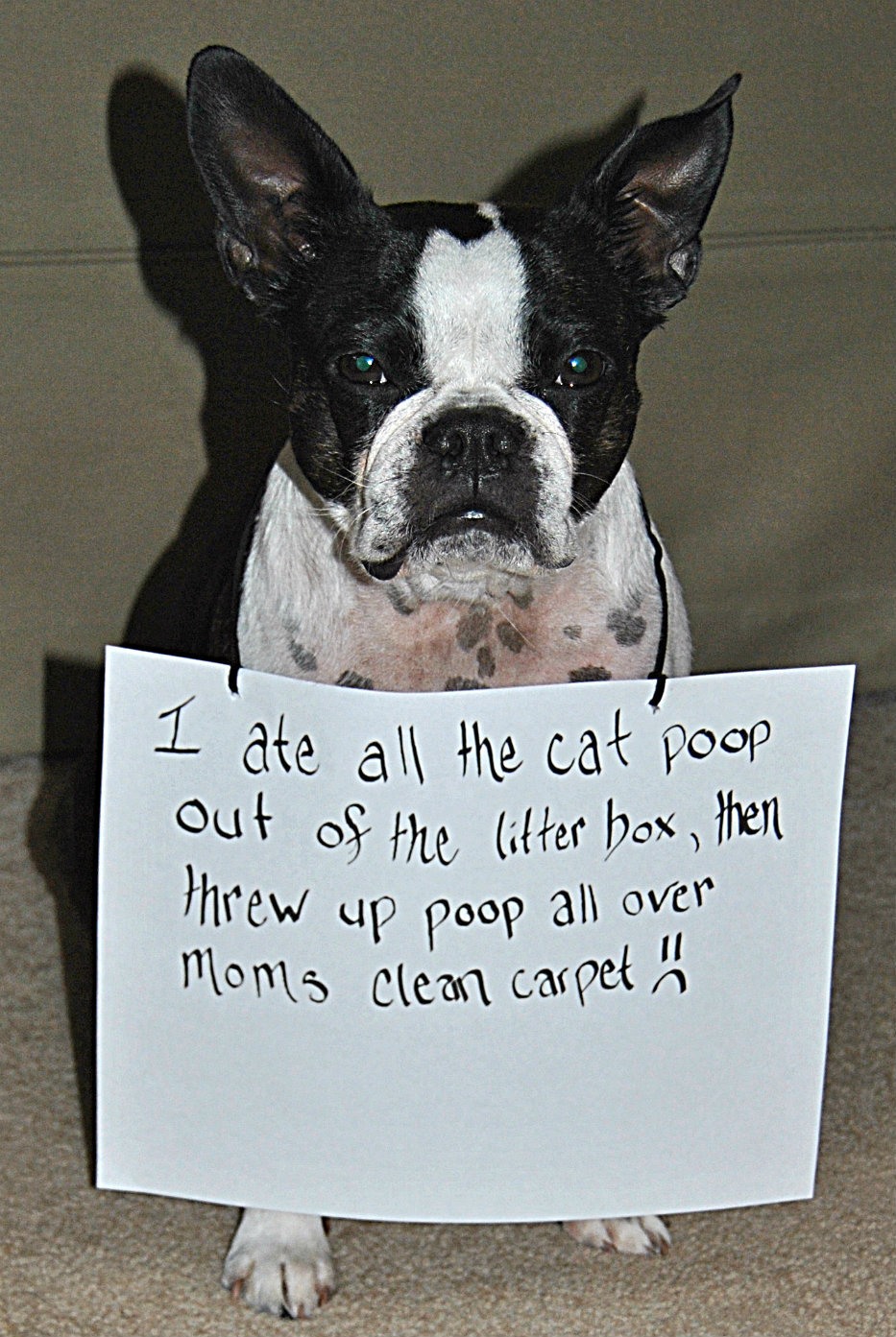I ate all the cat poop out of the litter box, then threw up poop all over Mom&#8217;s clean carpet.  :(