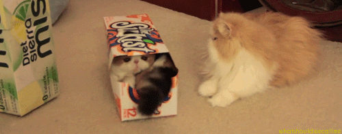 gif kitty cat LOL dog funny animals cute cats cat in a box ...