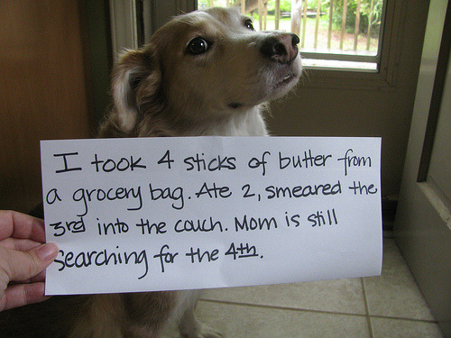 I took 4 sticks of butter from a grocery bag.  Ate 2, smeared 3rd into the couch.  Mom is still searching for the 4th.
