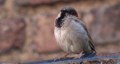 Afbeeldingsresultaat voor sparrow bird gif