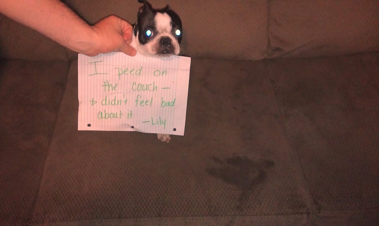 I peed on the couch and didn&#8217;t feel bad!