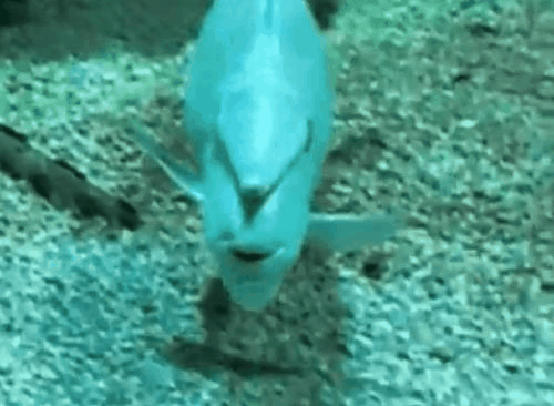 whitemargin unicornfish funny looking gif