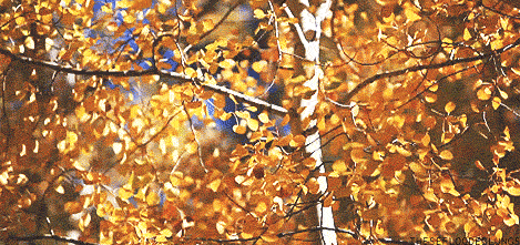 Afbeeldingsresultaat voor Autumn leaves gif