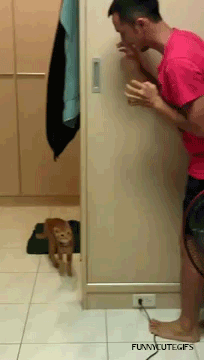 http://funnycutegifs.com/post/32132862983/follow-this-blog-for-your-daily-dose-of-funny