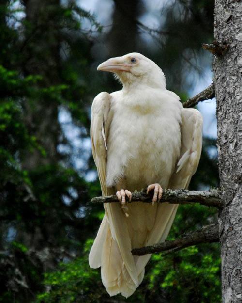 a rare White Raven in British Columbia.