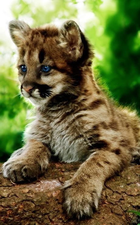Baby Cougar by *MoonsongWolf