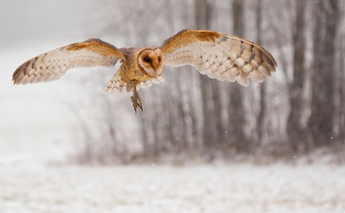 wild-heartedx:

Barn owl (Robert Adamec)
