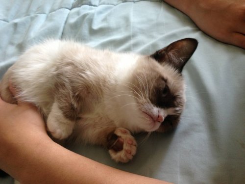 Meet ‘Grumpy Cat,’ The Unhappiest Kitty 