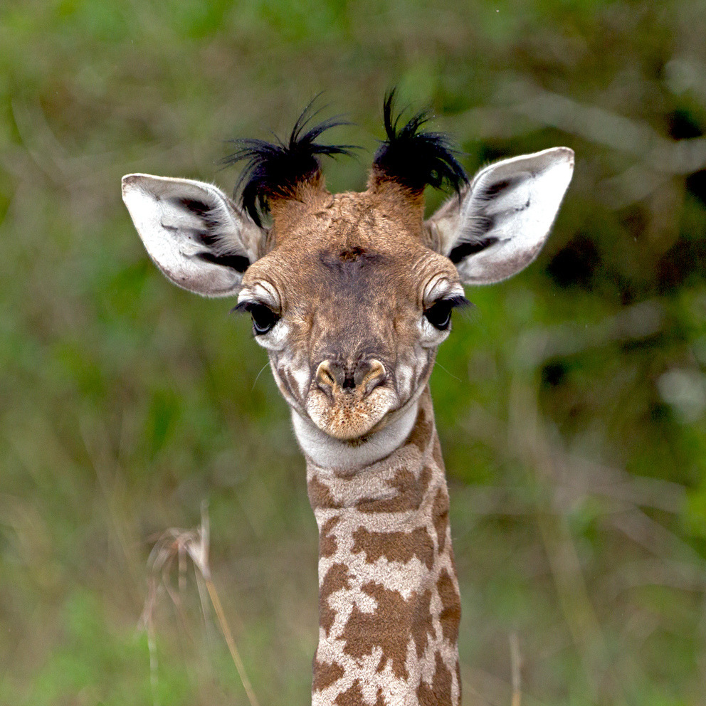 llbwwb:Funny Face! Baby Giraffe (by MAC-Kenya)