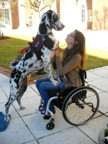 Jade&#8217;s former service dog Katie developed bone cancer and had to be put to sleep in November of 2011, right around the time Jade was due to graduate from college. Jade had hoped to walk across the graduation stage with Katie, without whom it would be nearly impossible to stand.
A week after putting Katie to sleep, Jade said that life without a Dane was not an option, and appeared at the Service Dog Project&#8217;s farm with her mother. They were both determined to find another match for Jade. SDP accepted the challenge - Jade had only a week before flying back to college for graduation, and she hoped to walk across the stage with her new dog in front of 3000 people.
The only dog that was anywhere near trained enough at SDP was a breeding female house dog named Pistol. SDP put Pistol through the ADI public access test immediately with no problem, and Jade and Pistol bonded right away. Here is Jade&#8217;s account of her college graduation with Pistol:
&#8220;Pistol could not have done better at graduation! We made it up and down the stage slowly but surely without any issue. There were over 3000 people there and everyone there cheered for us. The announcer even announced her name with mine as we walked across the stage. On the way out we went down a long hall lined with 100 faculty members cheering and ringing cowbells. She was again unfazed - that may have been the most impressive part.&#8221;