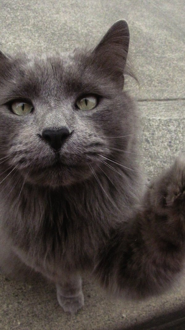 fuzzy grey kitten