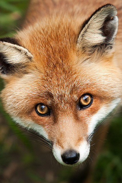 animalgazing:

Red Fox by Dean Searle on Flickr.
