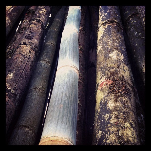 #Bambuzal na #Serra da #Cantareira. #Bambus #Bambu #Natureza #Nature #Bamboo #SerraDaCantareira (Publicado com o Instagram)
