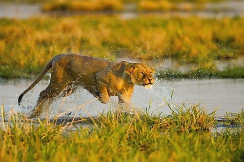 phototoartguy:

Lion Splash by james Haskins
