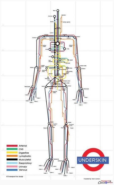 So clever – the human body visualized as a subway map by designer Sam Loman, a fine addition to these visual metaphors using he London Tube map.
Also see these vintage illustrations envisioning the body as a machine.