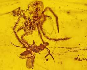 (via 100-Million-Year-Old Spider Attack Found in Amber : Discovery News)