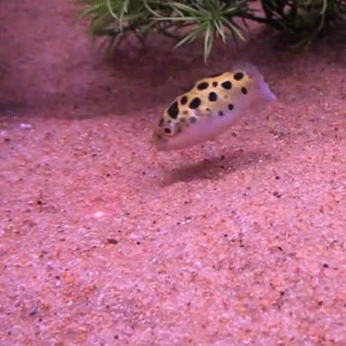 puffer fish chases laser gifs | WiffleGif