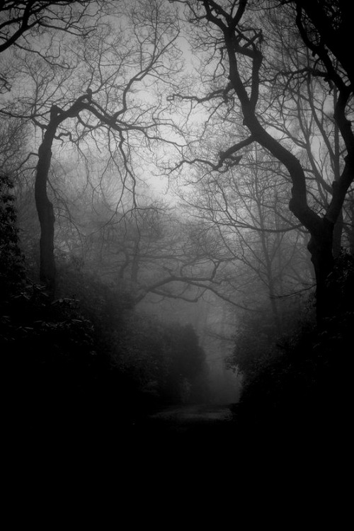 foggy dark forest