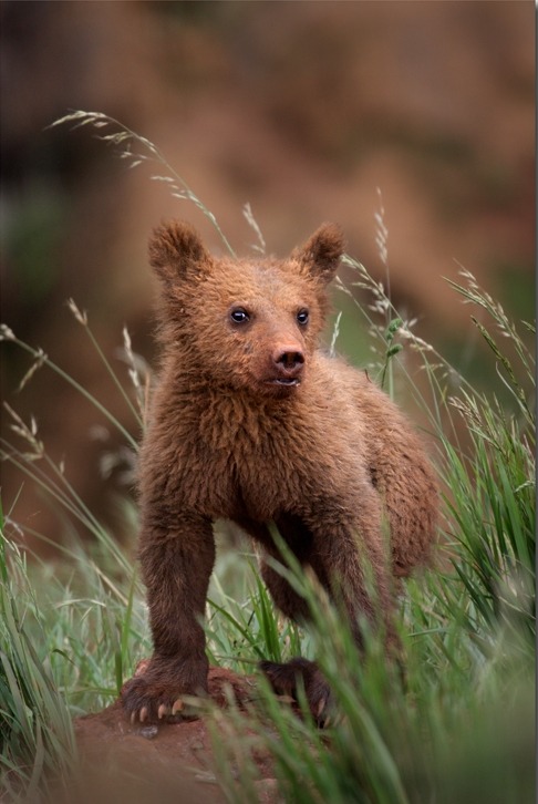 beautiful-wildlife:

Teddybear
