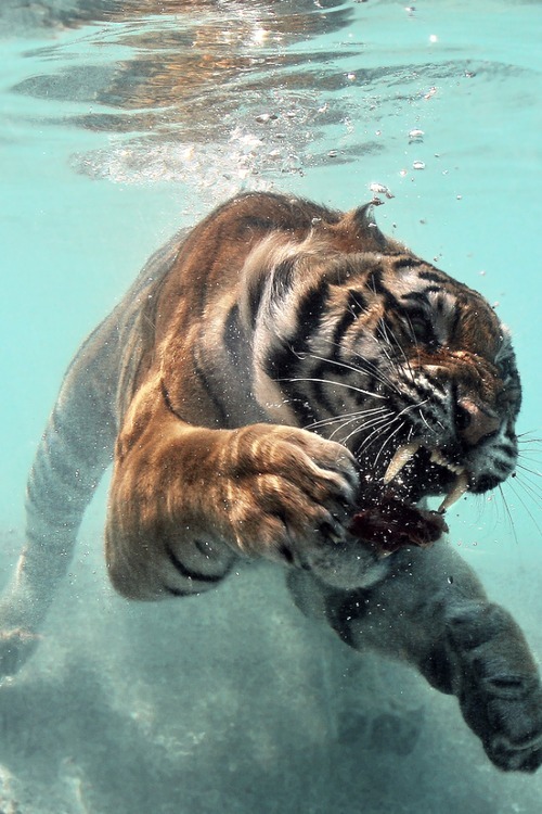 Тигры (4 фото)