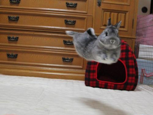 thefrogman:

Bunnies think gravity is lame and they do what they want. 
