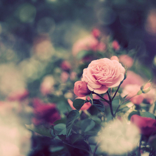 matahary:



Setiap kali aku melihat kau tersenyum, bagai langit pun menumbuhkan bunga-bunga.
Indah.


Tuhan, jadikan umi wanita syurga:)
