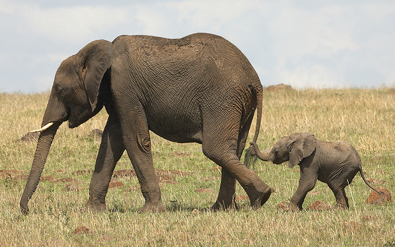 elephants baby