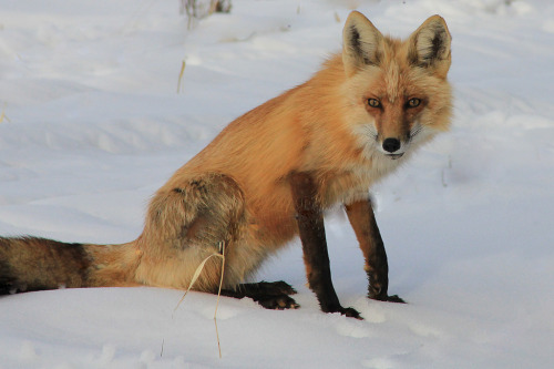 phototoartguy:

Our resident fox (by marilynphillips37@yahoo.com)
