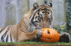 Jae Jae, Sumatran Tiger at London Zoo via Suzanne Plunkett / reuters